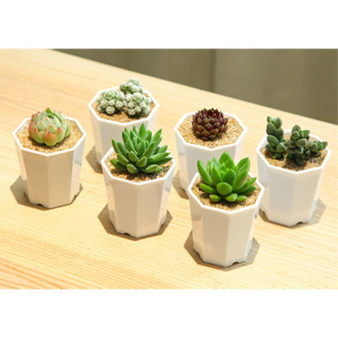 多肉植物与谷类作物 小身躯与大世界的奇妙对话