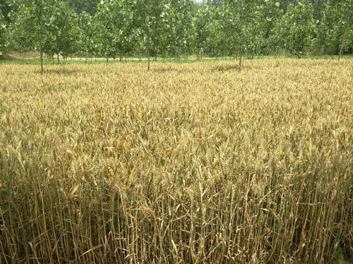 现代农业困境 四五亩地何以难养一口人