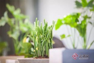 科技魅力下的植物盛宴 非遗复兴中的盘龙与你相遇谷类作物