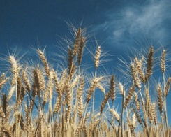 2009年俄罗斯谷物进口额飙升65% 禾本科杂草成农业隐忧