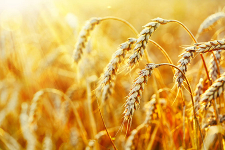 比利时华夫饼与信息系统集成服务的创新融合